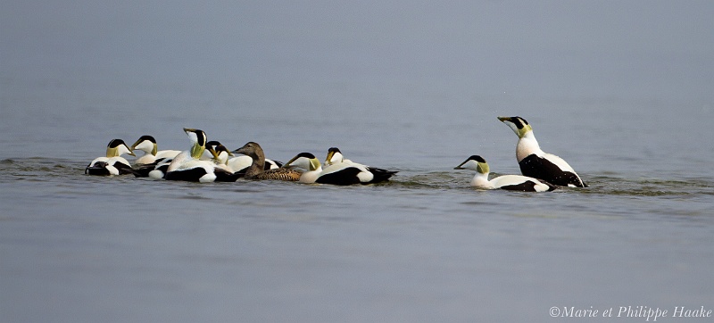 Eider 4952_wm.jpg - Eider à duvet, Common Eider, Somateria mollissima: les mâles courtisent la seule femelle présente sur cette photo! (Öland, Suède, mai 2011)
